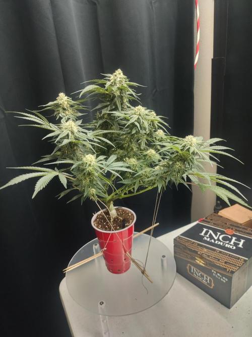 Coco Coir Training: ChocoLope Auto. Week 8