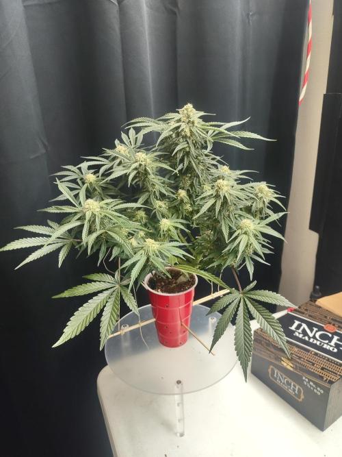 Coco Coir Training: ChocoLope Auto. Week 8