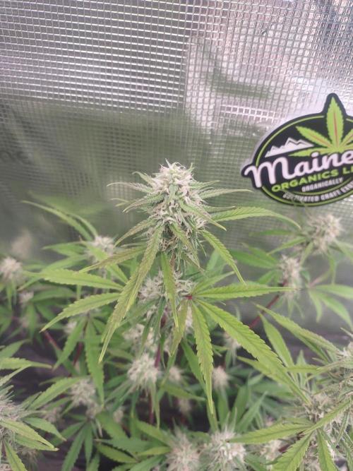 Autos In living Soil. Week 9