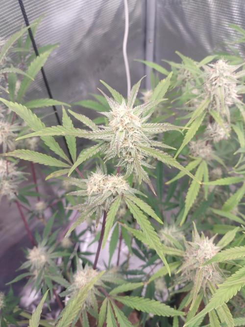 Autos In living Soil. Week 9