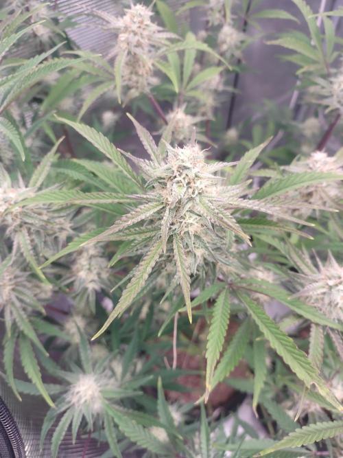 Autos In living Soil. Week 9