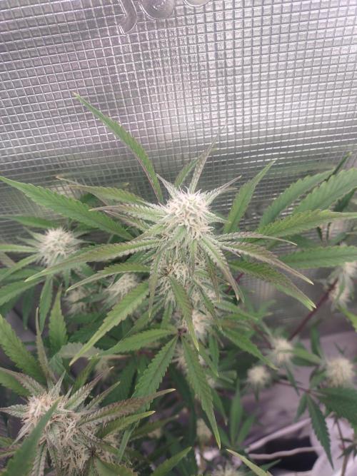 Autos In living Soil. Week 9