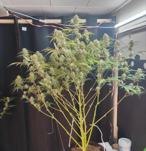 Autos In living Soil. Week 10 - 2/1
I know it looks like a lot. But I just don't have the penetration.