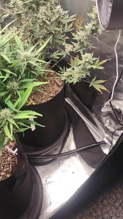 Autos In living Soil