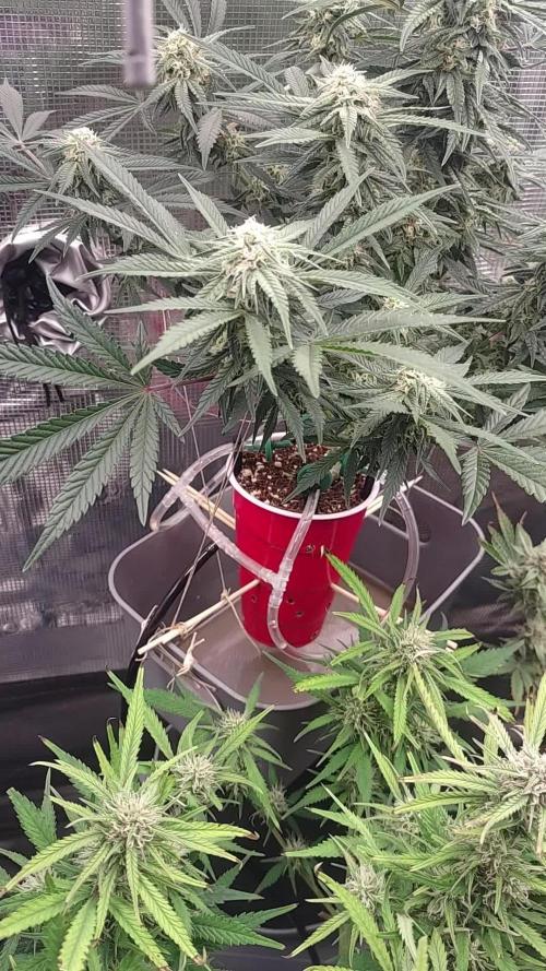 Coco Coir Training: ChocoLope Auto