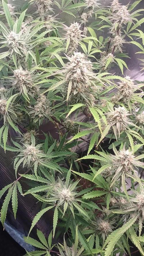 Autos In living Soil