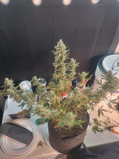 Autos In living Soil. Week 10