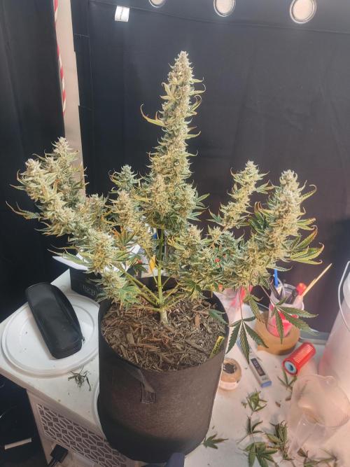 Autos In living Soil. Week 10