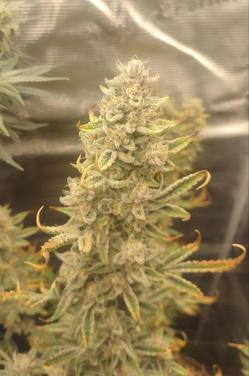 Autos In living Soil. Week 10 - 2/3

She is getting close. 