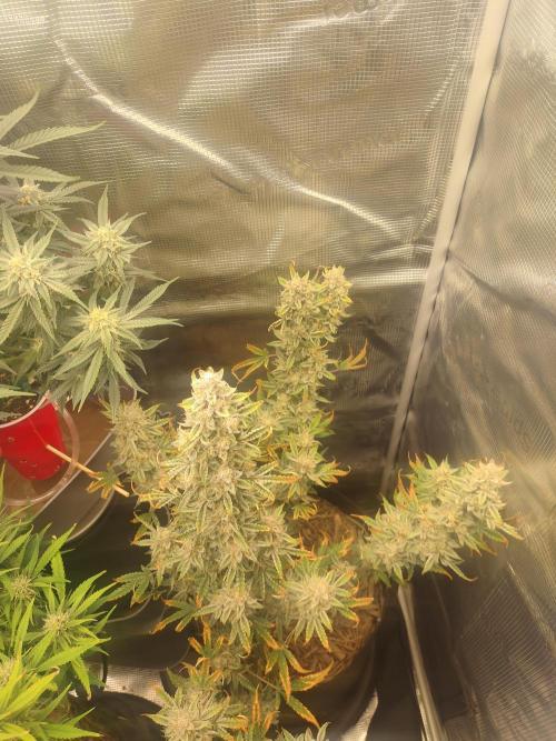 Autos In living Soil. Week 10