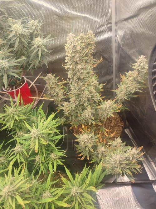 Autos In living Soil. Week 10