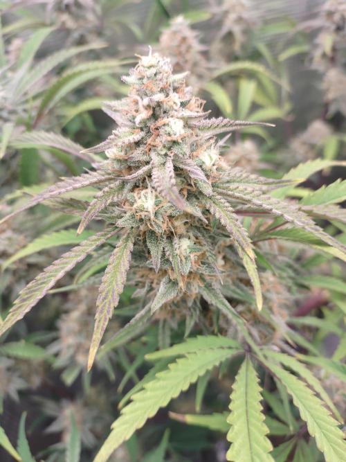 Autos In living Soil. Week 10