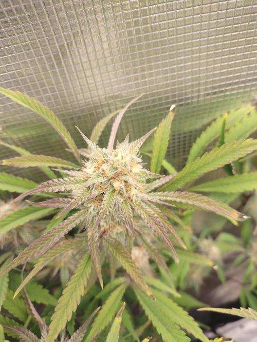 Autos In living Soil. Week 10