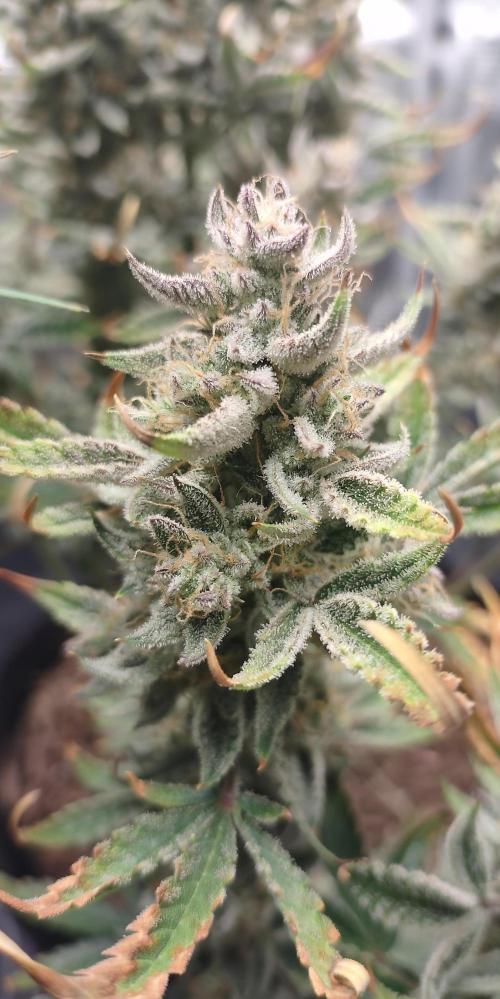 Autos In living Soil. Week 10