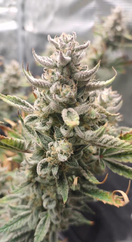 Autos In living Soil. Week 10