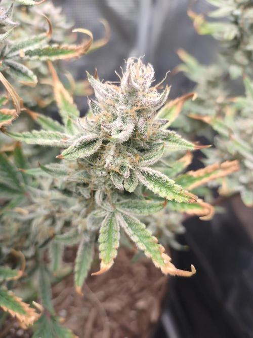 Autos In living Soil. Week 10