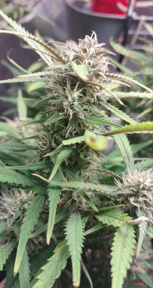 Autos In living Soil. Week 10