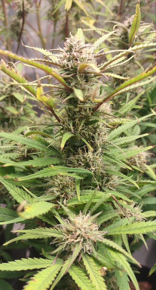 Autos In living Soil. Week 10