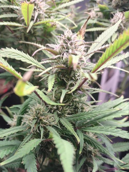 Autos In living Soil. Week 10