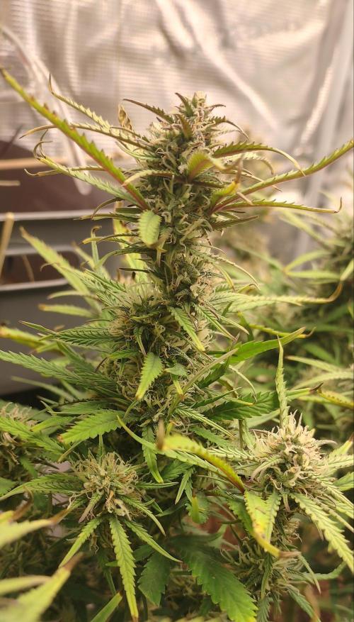 Autos In living Soil. Week 10