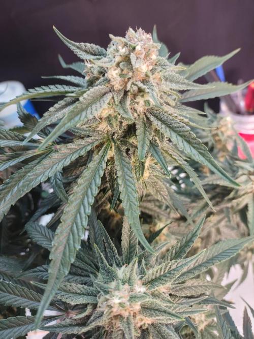 Coco Coir Training: ChocoLope Auto. Week 9