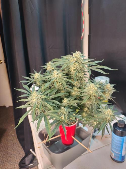 Coco Coir Training: ChocoLope Auto. Week 9