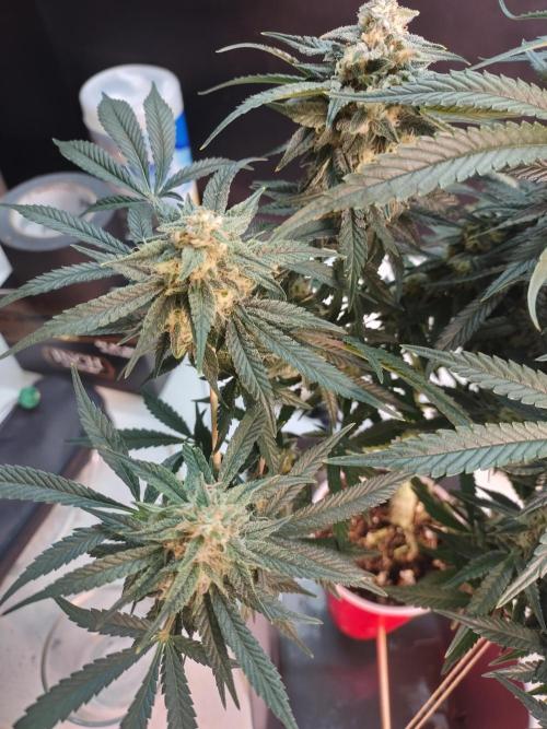 Coco Coir Training: ChocoLope Auto. Week 9