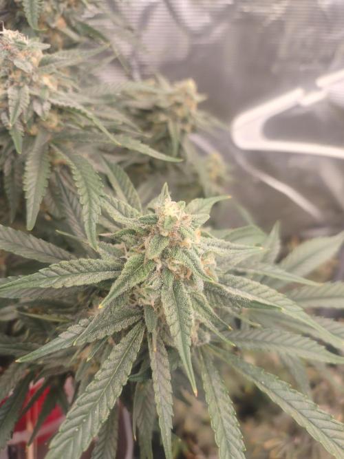 Coco Coir Training: ChocoLope Auto. Week 10