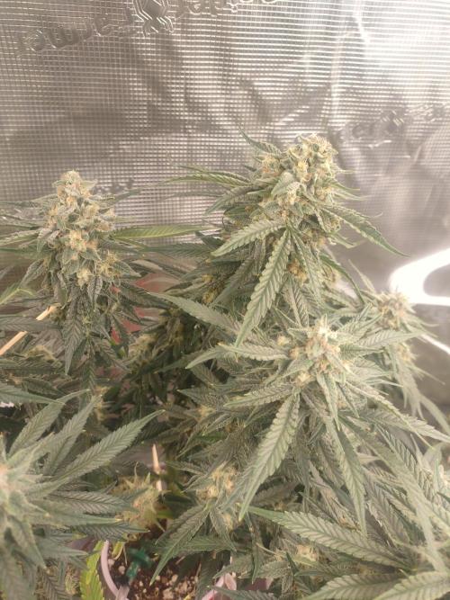Coco Coir Training: ChocoLope Auto. Week 10