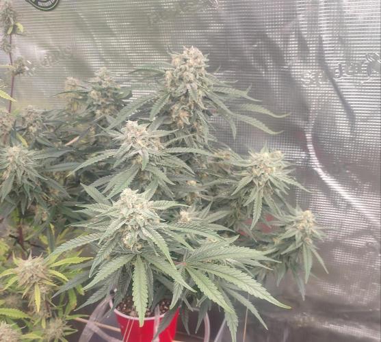 Coco Coir Training: ChocoLope Auto. Week 10