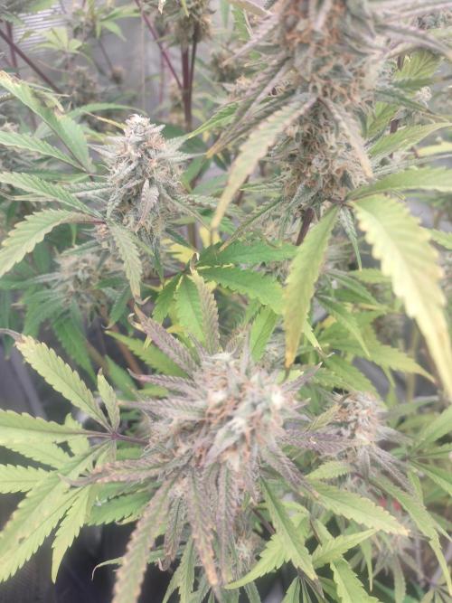 Autos In living Soil. Week 11