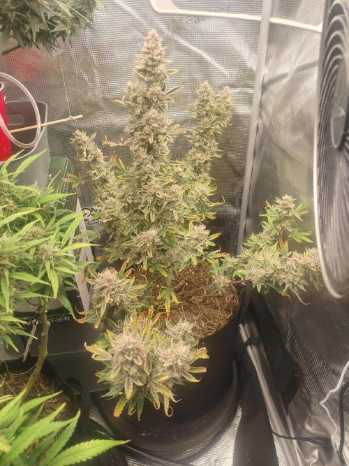 Autos In living Soil. Week 11