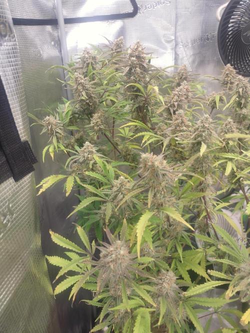 Autos In living Soil. Week 11