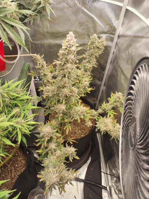 Autos In living Soil. Week 11