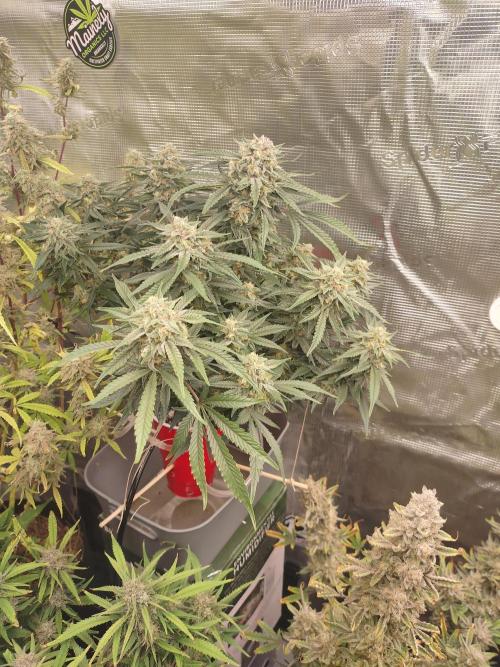 Coco Coir Training: ChocoLope Auto. Week 10