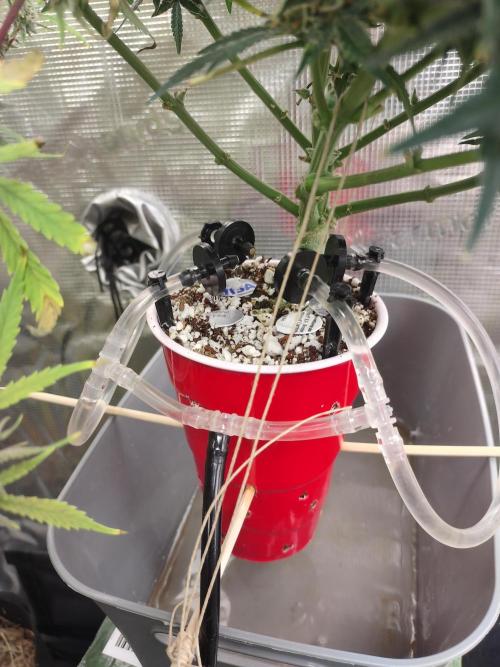 Coco Coir Training: ChocoLope Auto. Week 10