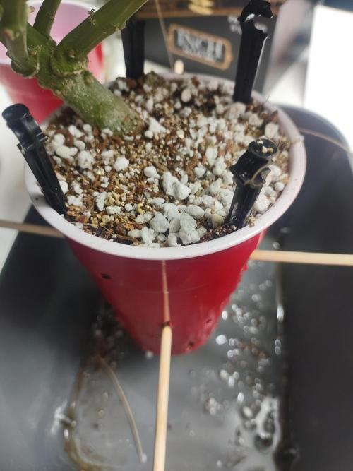 Coco Coir Training: ChocoLope Auto. Week 10