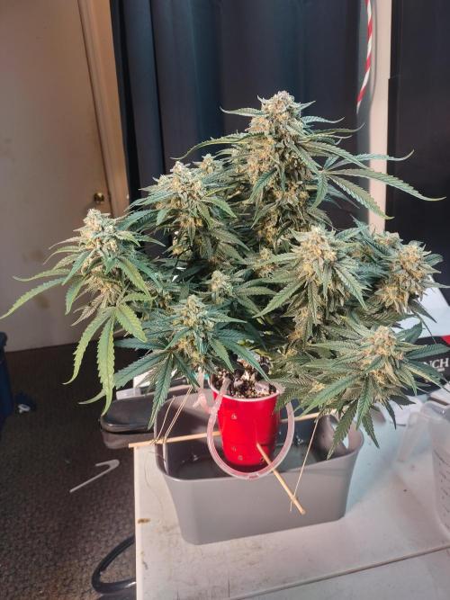 Coco Coir Training: ChocoLope Auto. Week 10