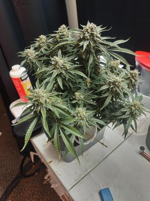 Coco Coir Training: ChocoLope Auto. Week 10