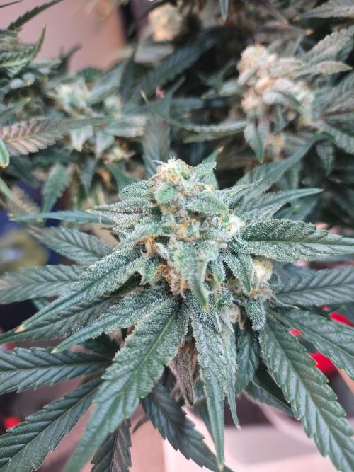 Coco Coir Training: ChocoLope Auto. Week 10