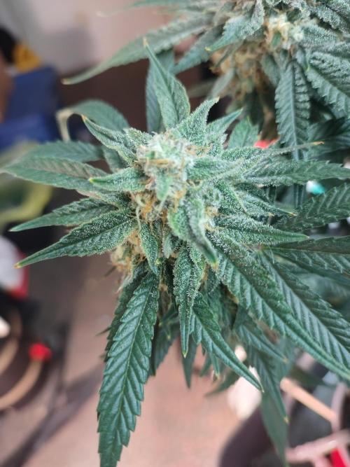 Coco Coir Training: ChocoLope Auto. Week 10