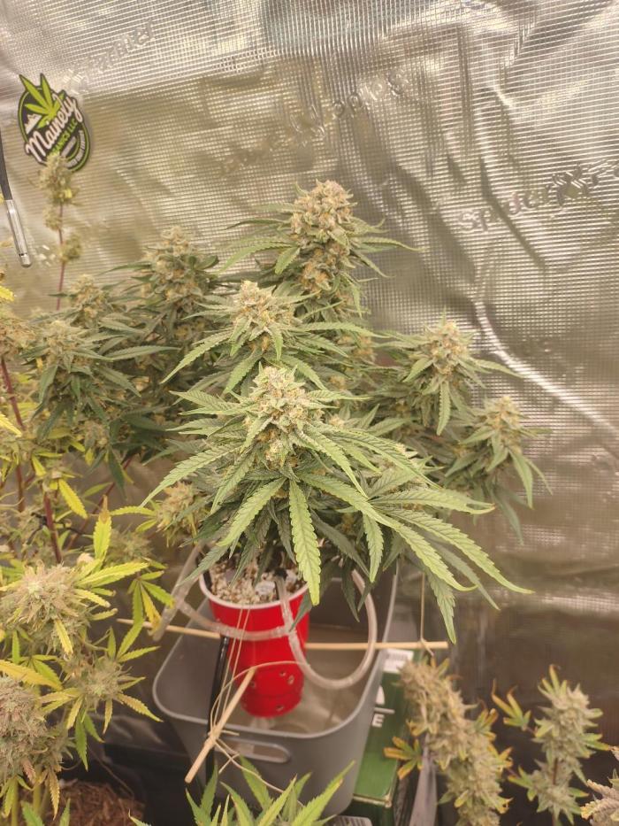 Coco Coir Training: ChocoLope Auto. Week 11