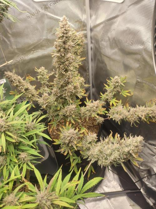 Autos In living Soil. Week 12