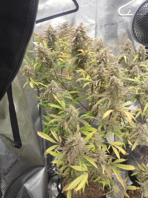 Autos In living Soil. Week 12