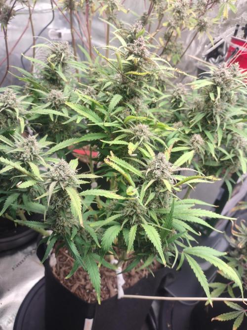 Autos In living Soil. Week 12