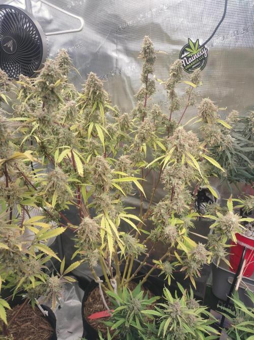 Autos In living Soil. Week 12