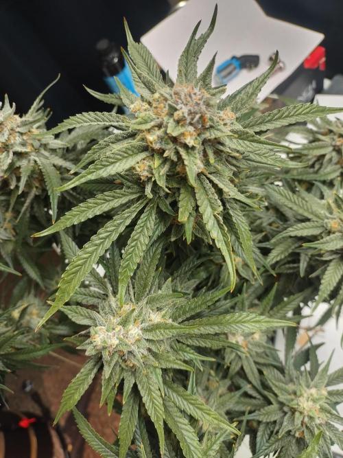 Coco Coir Training: ChocoLope Auto. Week 11