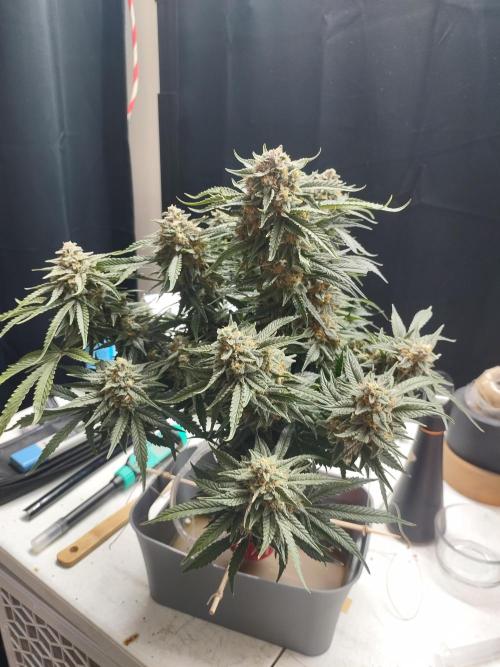 Coco Coir Training: ChocoLope Auto. Week 11