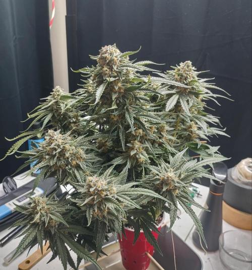 Coco Coir Training: ChocoLope Auto. Week 11