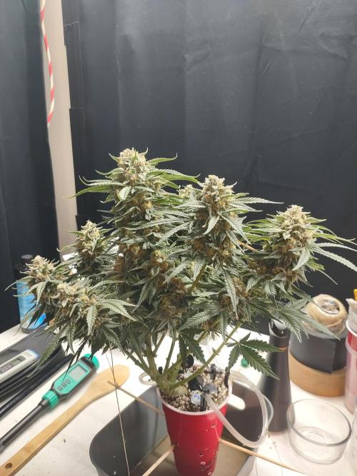 Coco Coir Training: ChocoLope Auto. Week 11